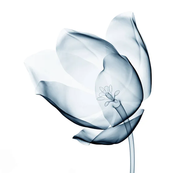 Imagem de raios-x de uma flor isolada no branco, a tulipa — Fotografia de Stock