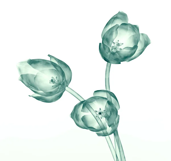 Imagem de raios-x de uma flor isolada no branco, a tulipa — Fotografia de Stock