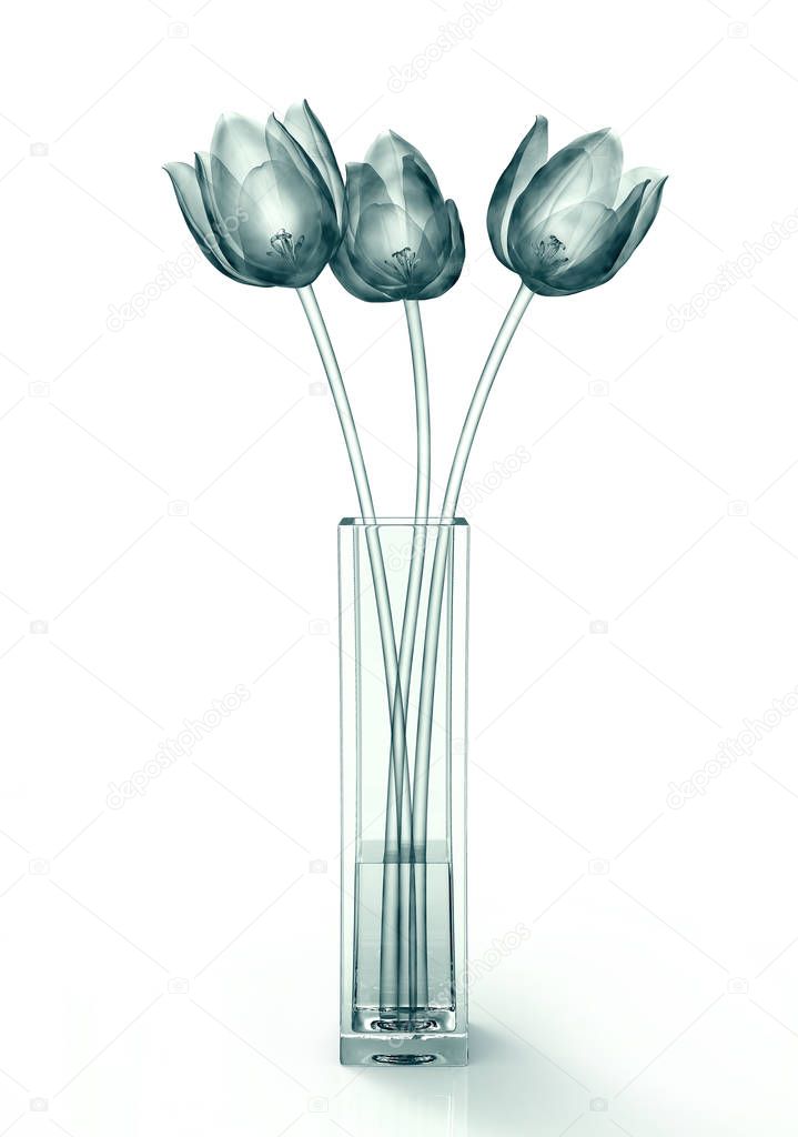 x-ray image of a flower isolated on white , the tulip