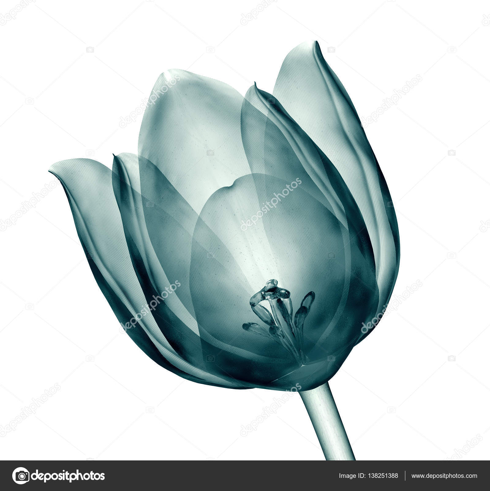 Xray image of a flower isolated on white , the tulip — Stock Photo