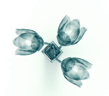 x-ray image of a flower isolated on white , the tulip clipart