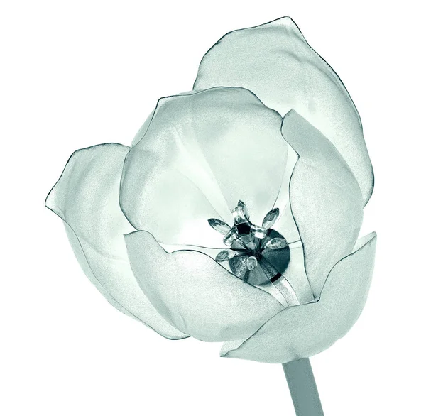 Imagem de raios-x de uma flor isolada no branco, a tulipa — Fotografia de Stock