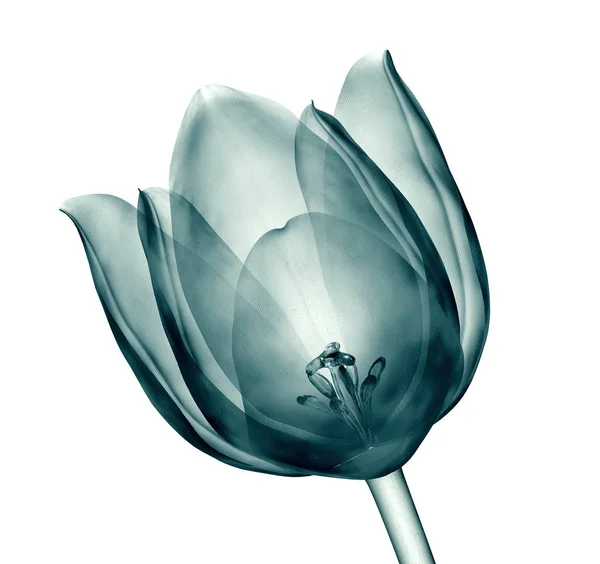 Imagem de raios-x de uma flor isolada no branco, a tulipa — Fotografia de Stock