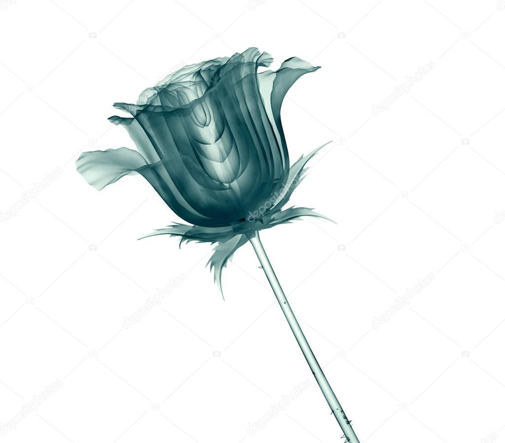 x-ray image of a flower isolated on white , the rose