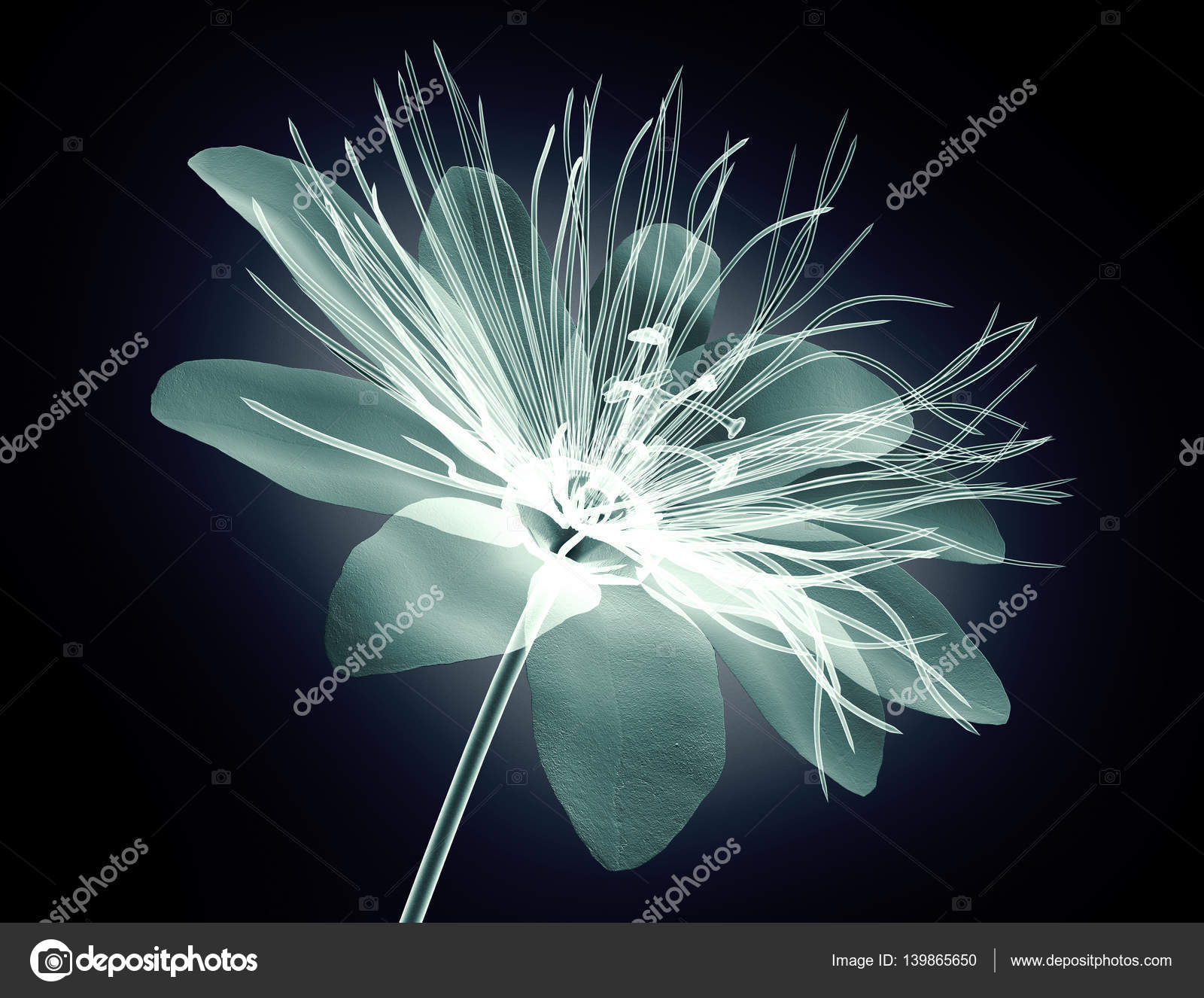 Xray image flower isolated , passion flower Stock Photo by ©the