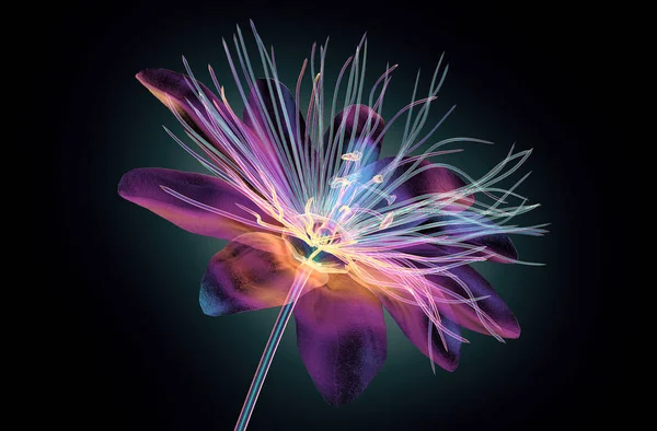 Couleur verre fleur isolée, la fleur de la passion — Photo