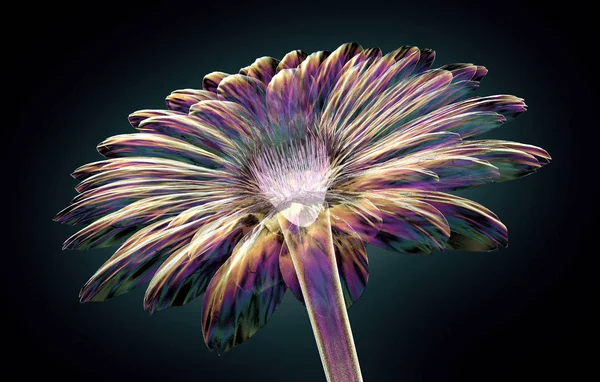 Cor flor de vidro isolado no preto, a gebera — Fotografia de Stock