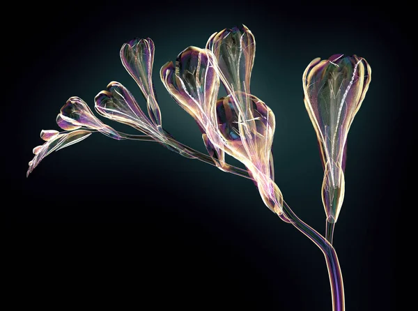 Cor flor de vidro isolado no preto, a Freesia — Fotografia de Stock
