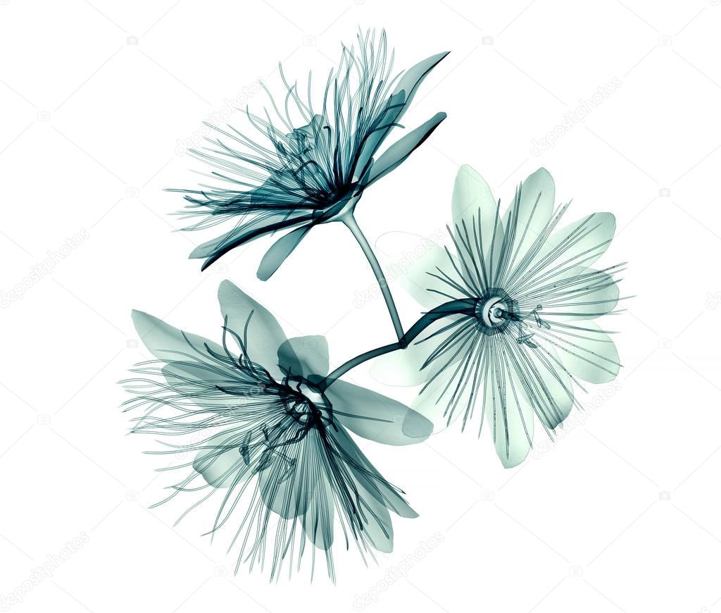 x-ray image flower isolated  , passion flower