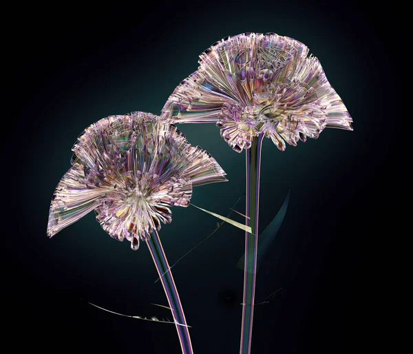 Cor flor de vidro isolado no preto, o coxcomb — Fotografia de Stock