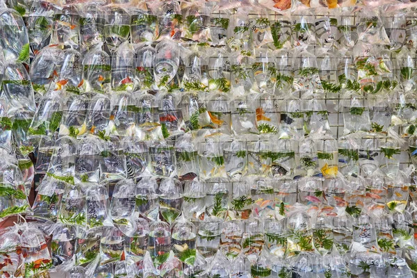 Fish in plastic bags for sale — Stock Photo, Image