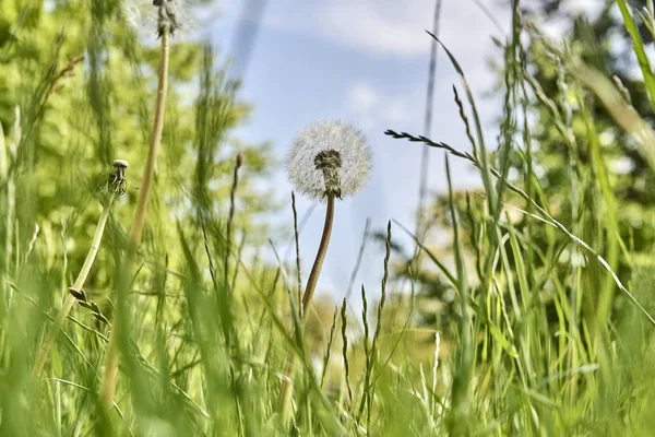 Maskros i gräset mot blå himmel — Stockfoto