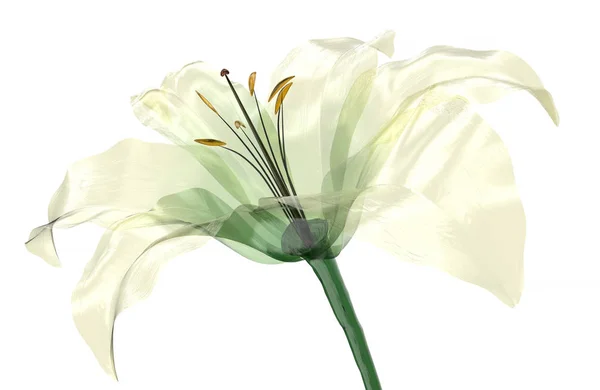 Flor de vidrio aislado, la flor de lirio —  Fotos de Stock