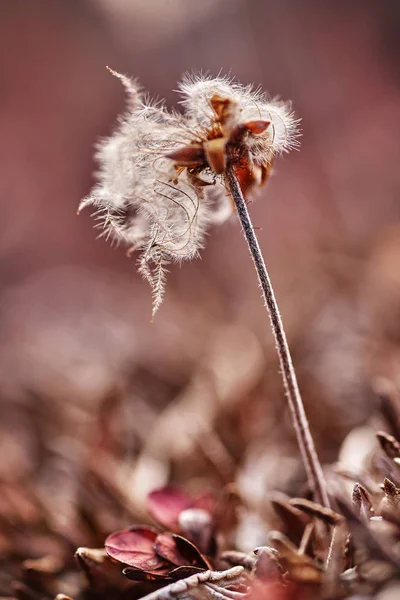 Small plant in greenland fjord — Stock Photo, Image