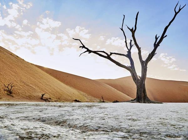 Desierto de namib con dunas naranjas — Foto de Stock