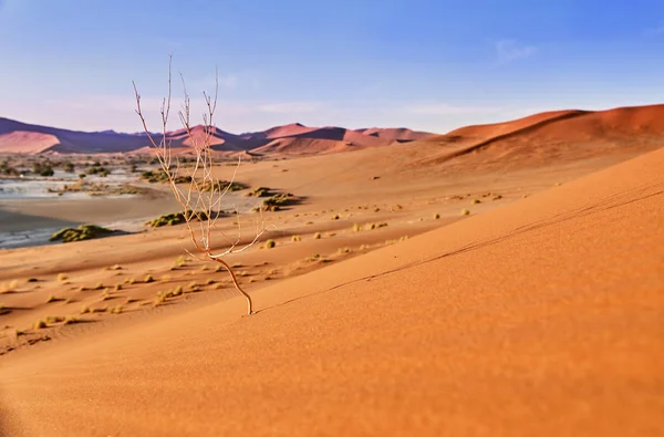 Turuncu tepeleri ile namib Çölü