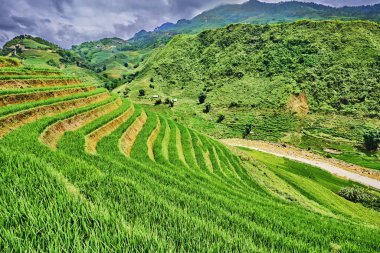 Yeşil pirinç tarlaları vietnam dağlarında