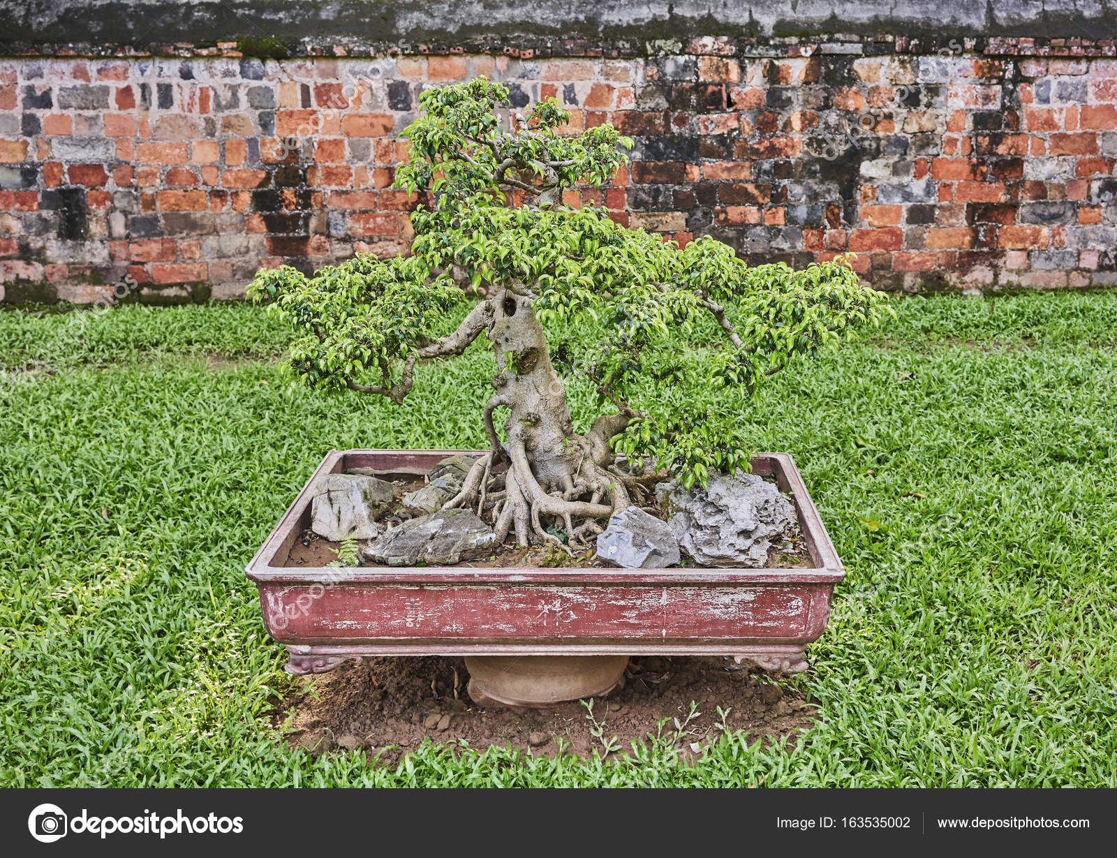 bonsai baum garten, bonsai-baum in topf in einem asiatischen garten — stockfoto, Design ideen