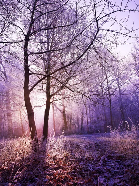 雪に覆われた森で朝の光 — ストック写真