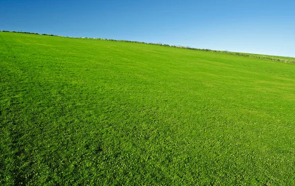 Erba fresca verde con cielo blu brillante — Foto Stock