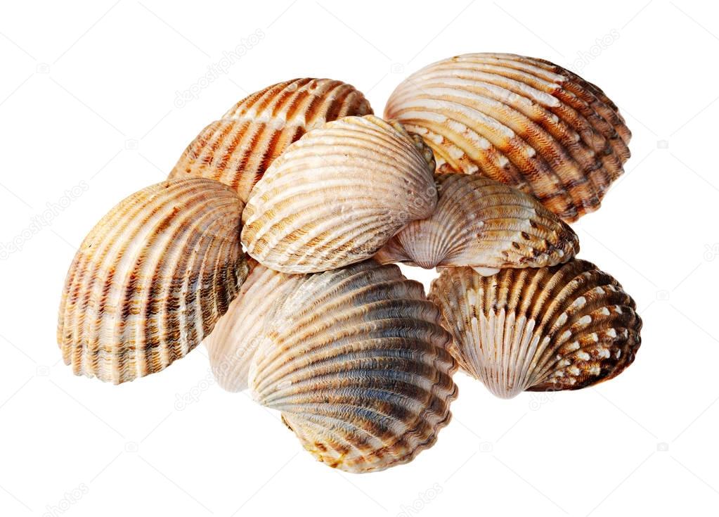 single shells on white background