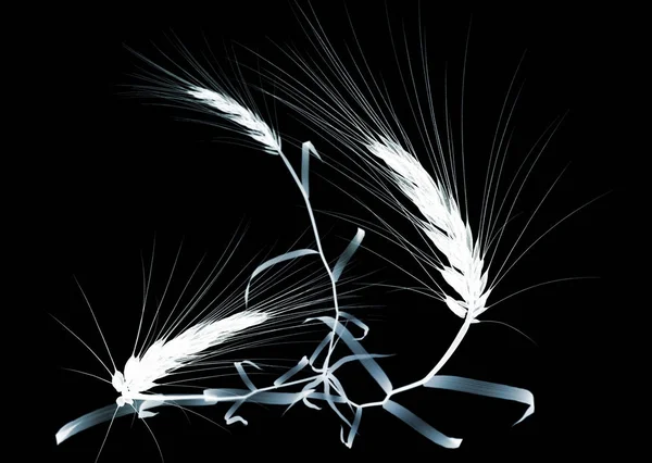 Imagen de rayos X de una flor aislada en blanco, la hortencia —  Fotos de Stock