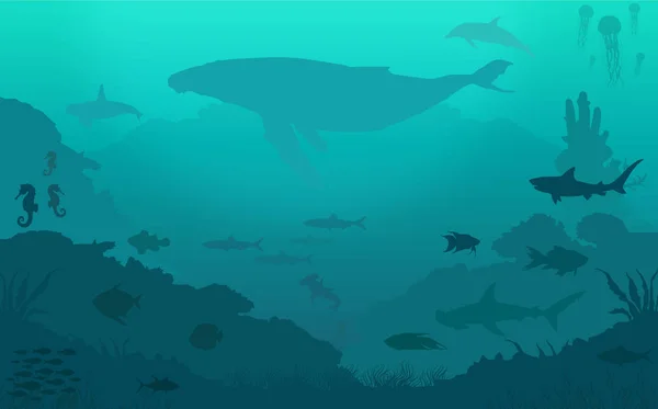 Okyanus balığı koleksiyonu