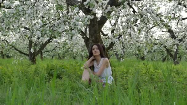 Çiçek açması elma bahçesi — Stok video