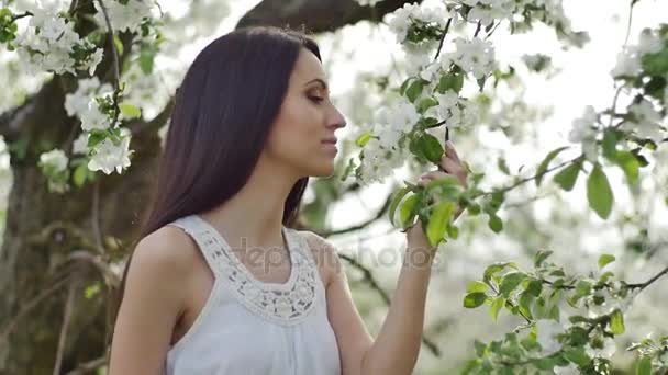 Virágzó Alma gyümölcsös — Stock videók