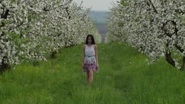 Huerto de manzanas en flor — Vídeo de stock