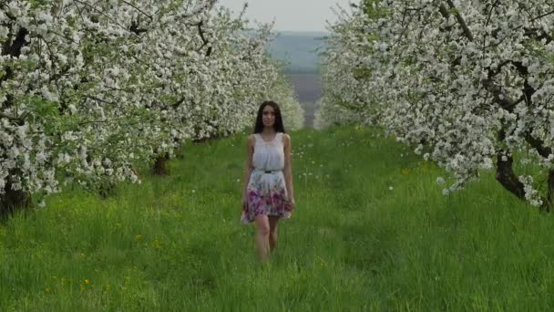 꽃이 만발한 사과 과수원 — 비디오