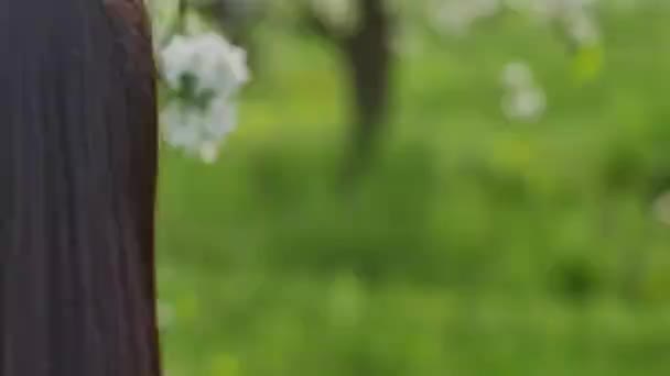 Цветущий яблоневый сад — стоковое видео