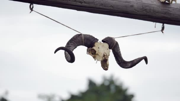 Cráneo de una cabra con cuernos — Vídeos de Stock