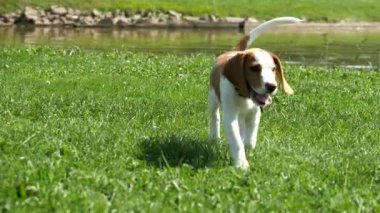 Beagle köpek göl kenarında çimenlerin üzerinde.