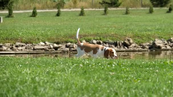 Pies rasy Beagle na trawie nad jeziorem. — Wideo stockowe