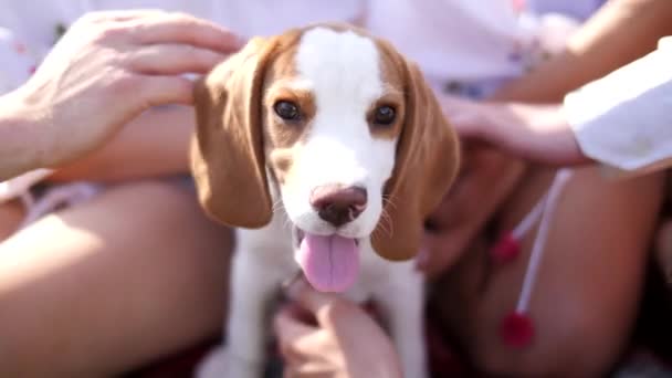 Manos jugando suavemente y acariciando a un perro beagle amigable — Vídeo de stock