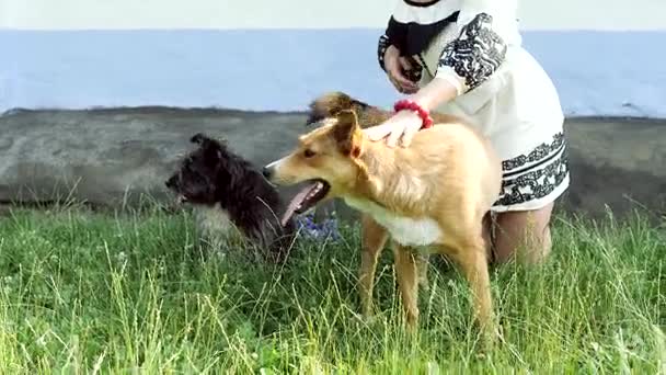 Bir köpek okşayarak kızın eller — Stok video