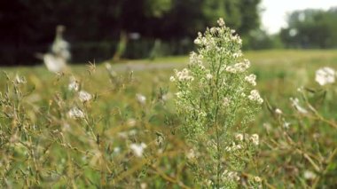 Güneşli Ukraynalı çayır