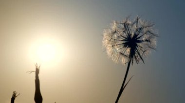 Gün batımı arka ışık mavi gökyüzü arka plan üzerinde şaşırtıcı tek güneşli karahindiba.