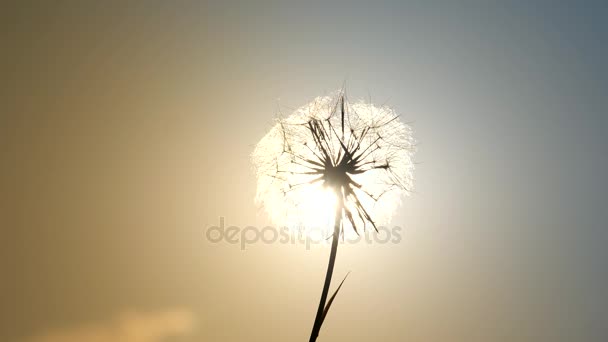 Increíble diente de león soleado en el fondo del cielo azul en la luz del atardecer . — Vídeos de Stock