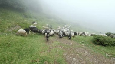 Sis bir arka plan üzerinde çayırda yeşil çim otlatma koyun sürüsü