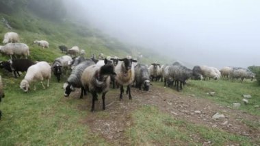 Sis bir arka plan üzerinde çayırda yeşil çim otlatma koyun sürüsü