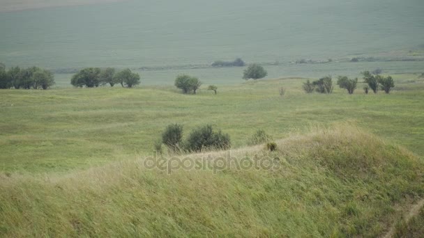 Sis ve rüzgar bir çayırda. — Stok video