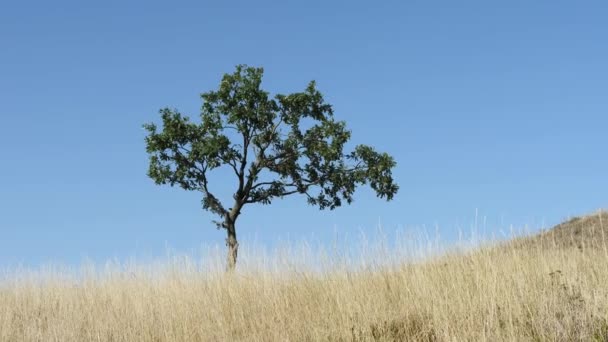 Prise de vue d'un arbre solitaire sur un pré contre le ciel bleu . — Video