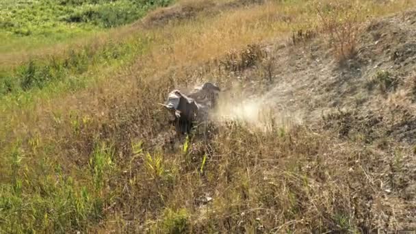 Два воїнів Вікінг борються з мечами — стокове відео