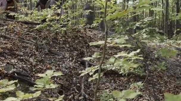 Викинги бегут в лес сражаться в бою — стоковое видео