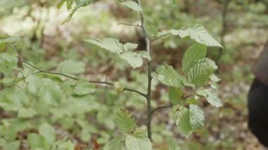 Bir dal ormandaki dokundu Viking el