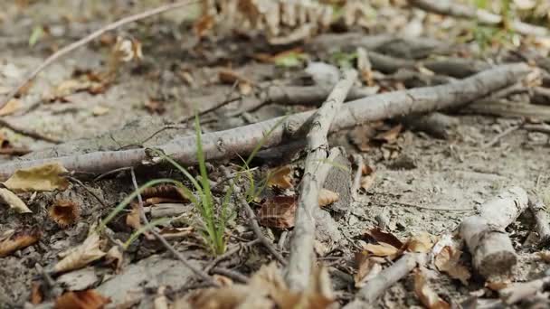 Wikingerfuß trat im Wald auf einen Ast — Stockvideo