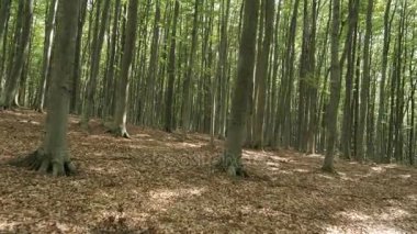 Yeşil kayın ormanı