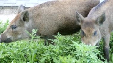 Yaban domuzları otlatmak